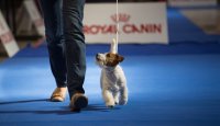 Český kynologický svaz a prestižní výstava TrioCACIB Prague Expo Dog