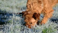 Vodítko a obojek jako základ dotekové komunikace se psem – 7. díl 